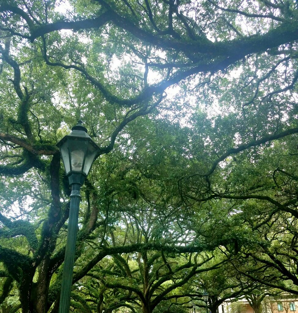 Canopy of live oak trees on the LSU campus